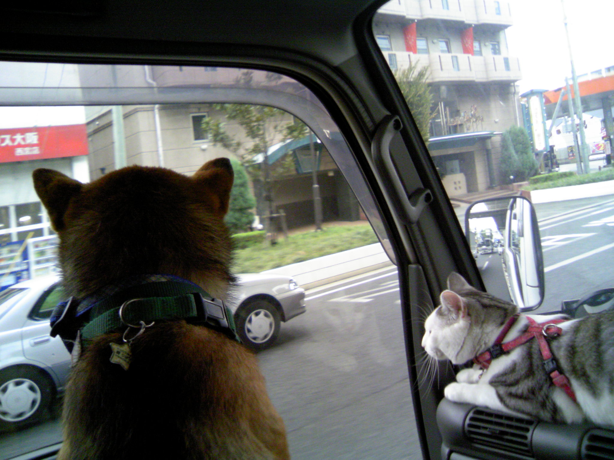 �y�b�g�ƃh���C�u