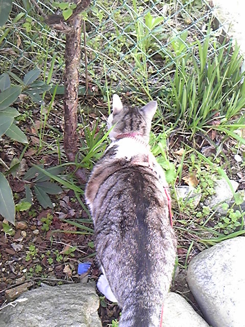 ����ł��U���ł�