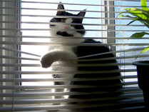 �p���������艮