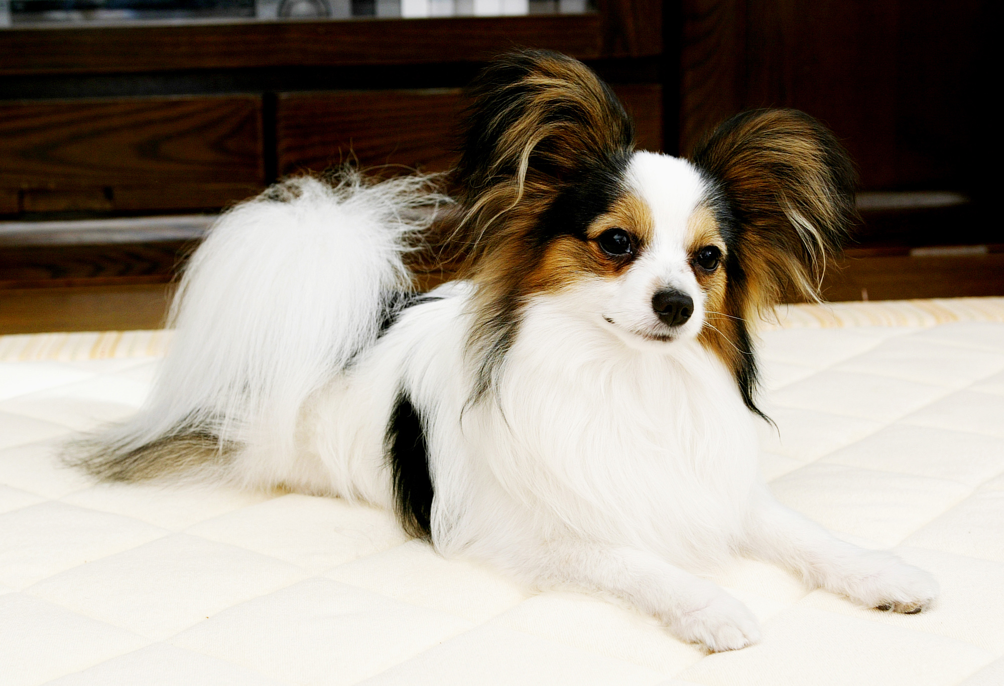 �p�s����