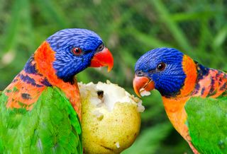 ���̂��H��