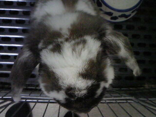 ���b�v�C���[